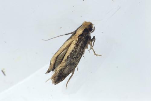 Monopis crocicapitella